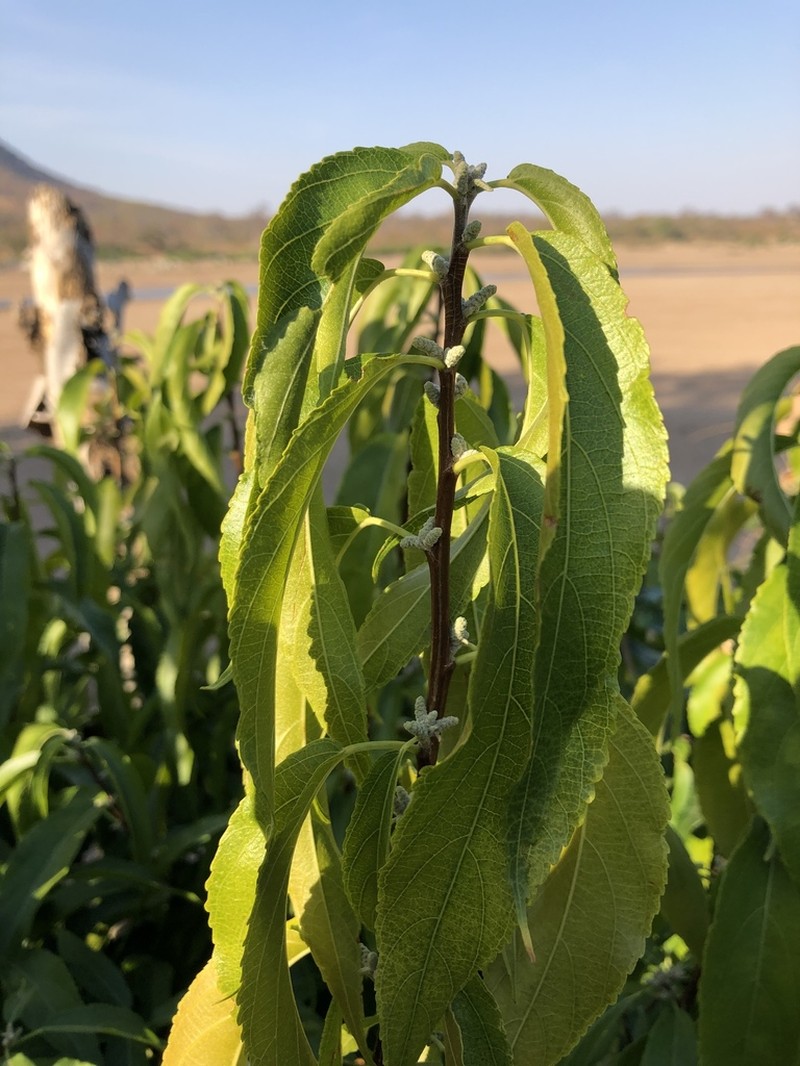 Acalypha pubiflora photo 6