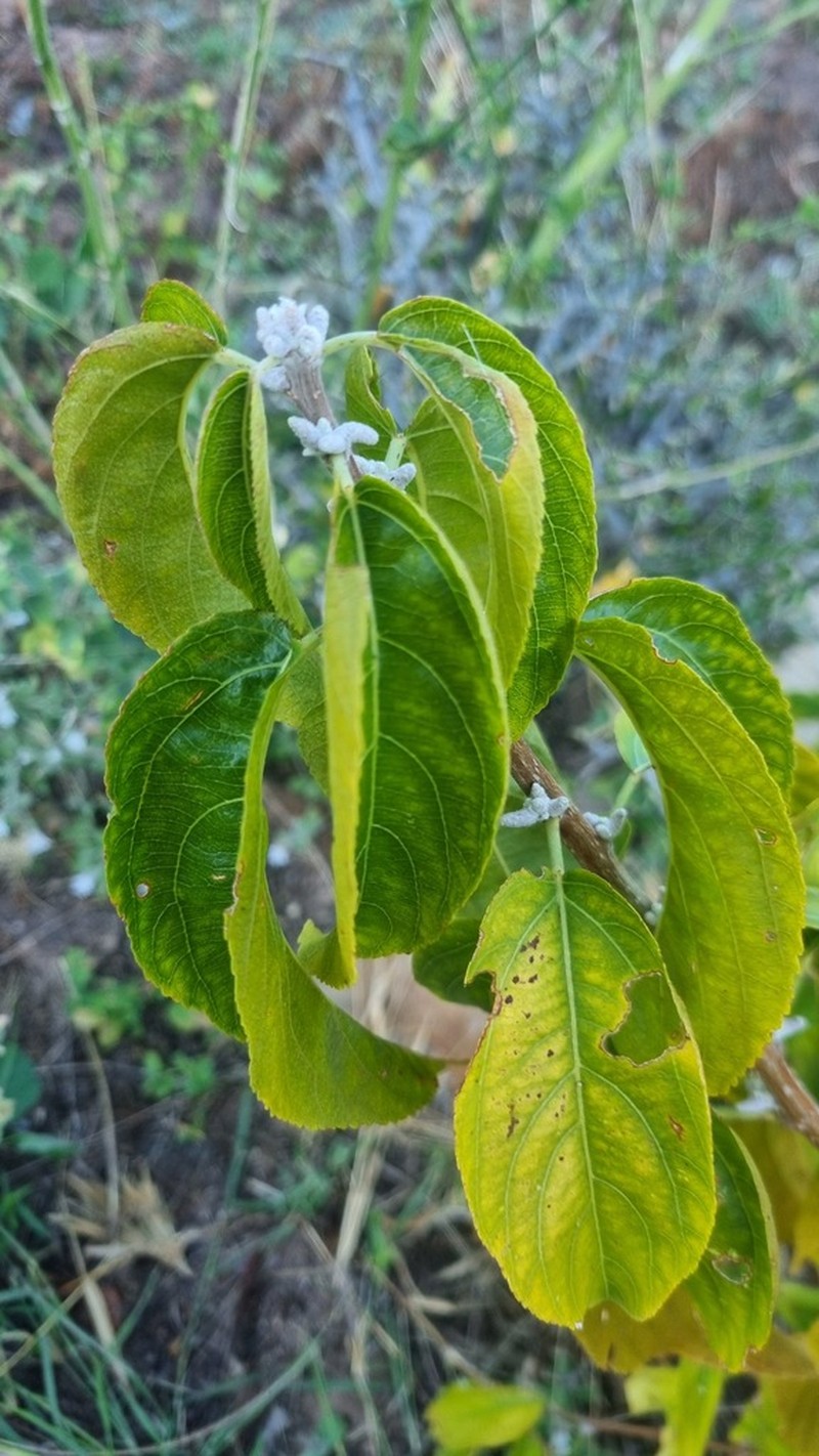 Acalypha pubiflora photo 7