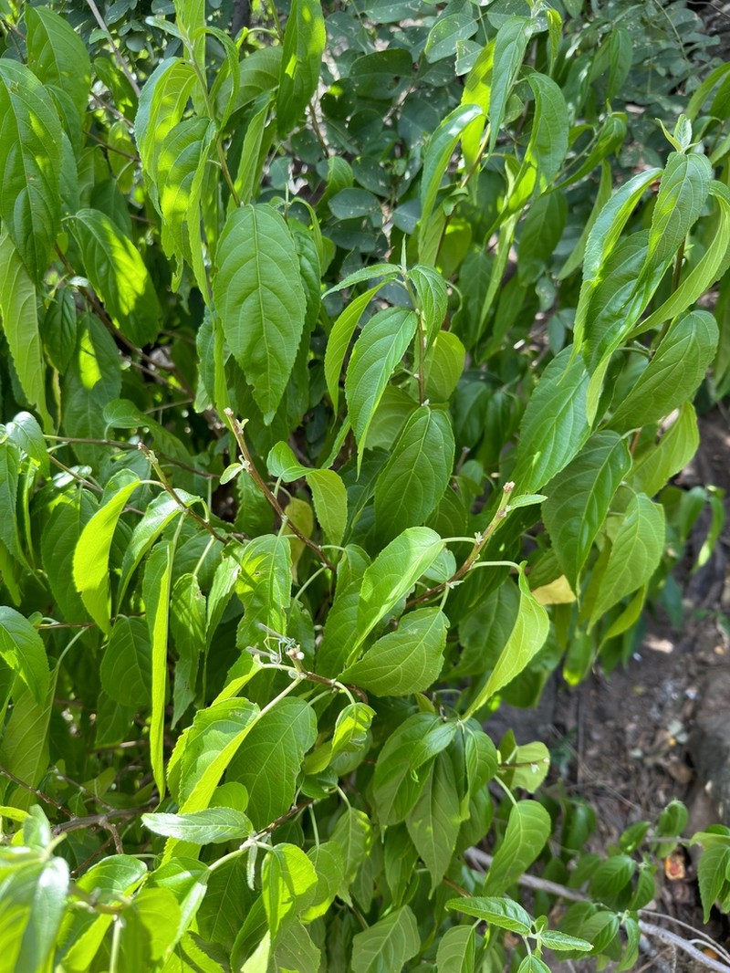 Acalypha pubiflora photo 8