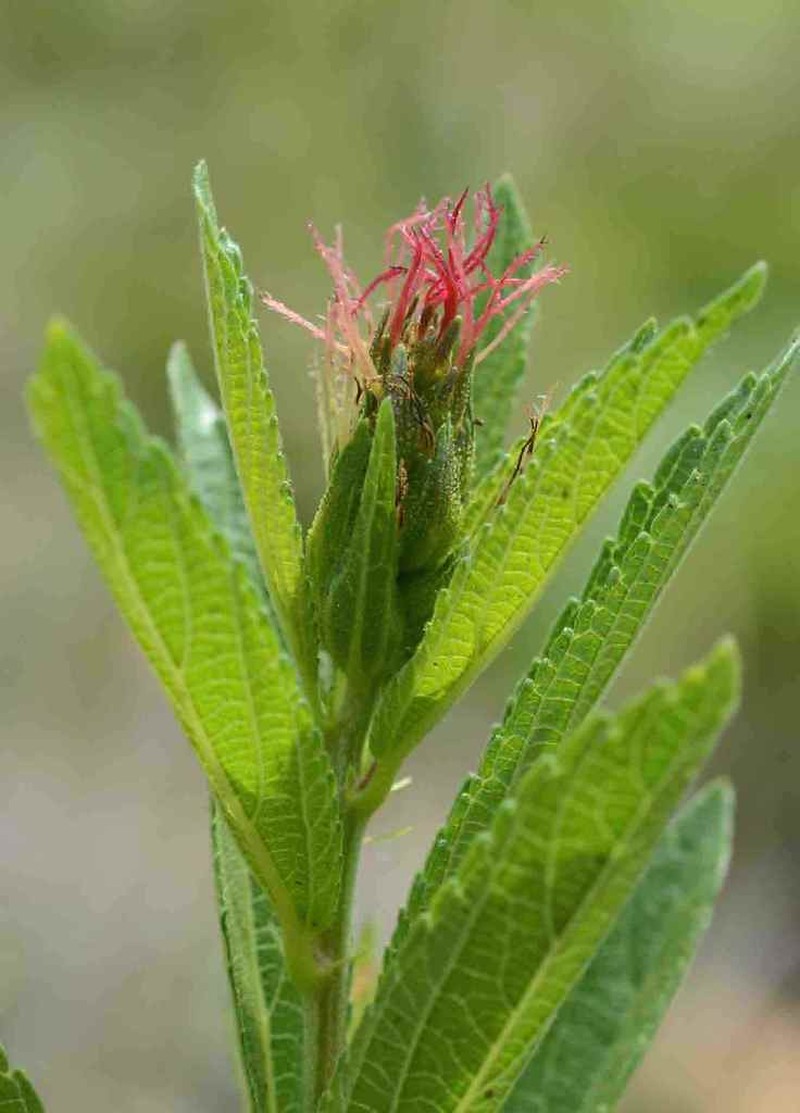 Acalypha punctata
