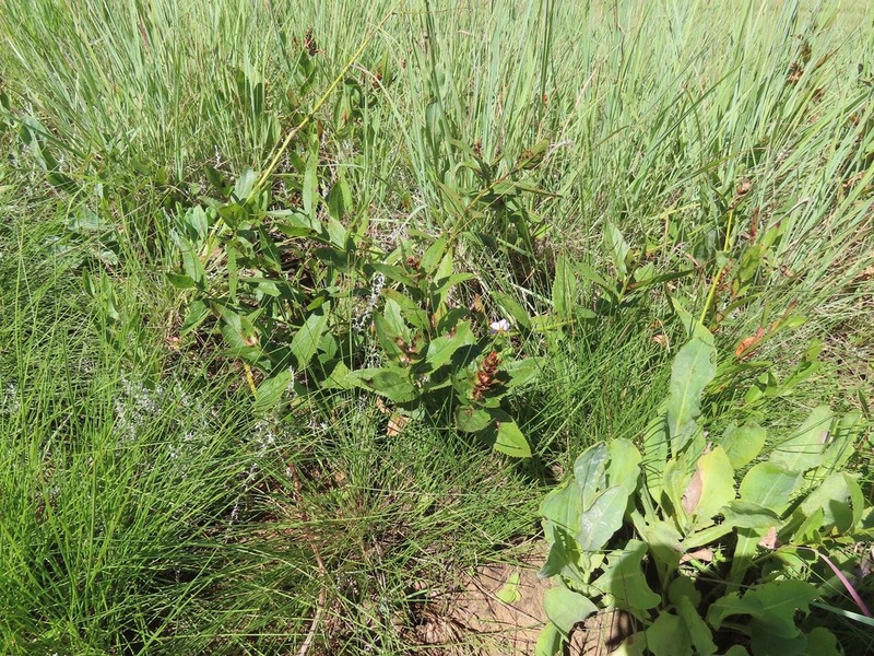 Acalypha punctata photo 2