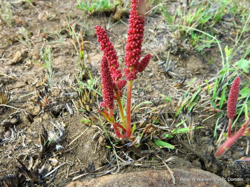 Acalypha punctata photo 3