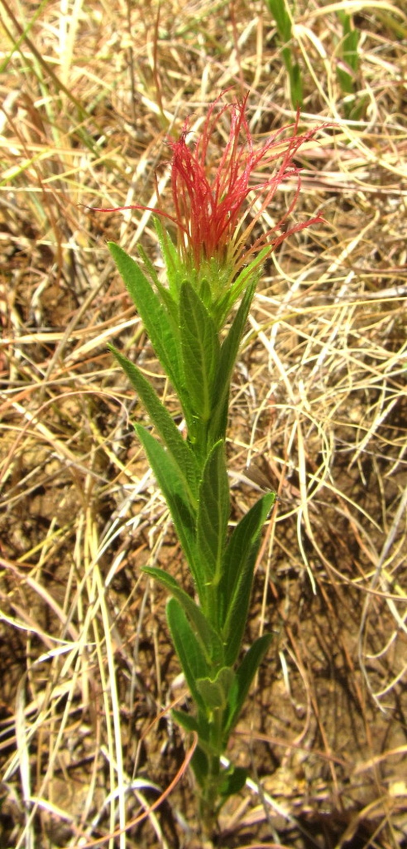 Acalypha punctata photo 5