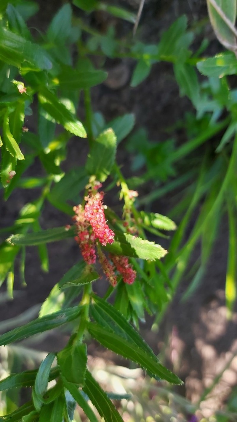 Acalypha punctata photo 6