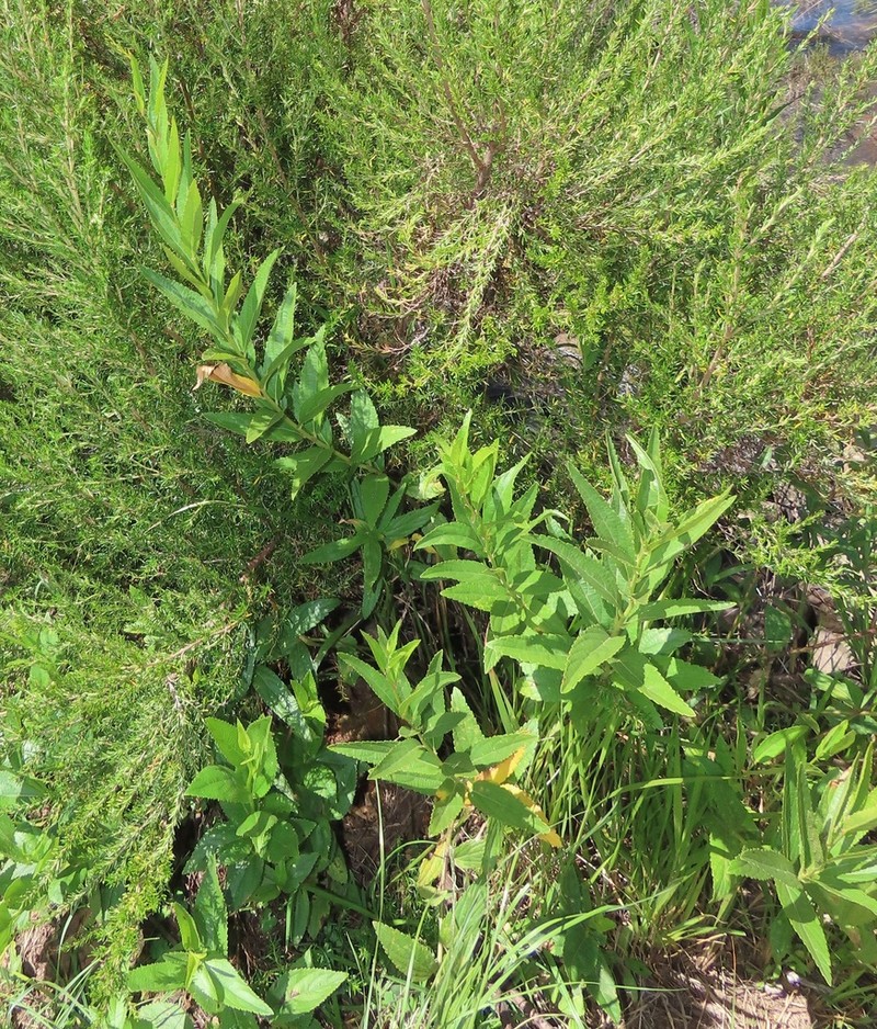Acalypha punctata photo 7