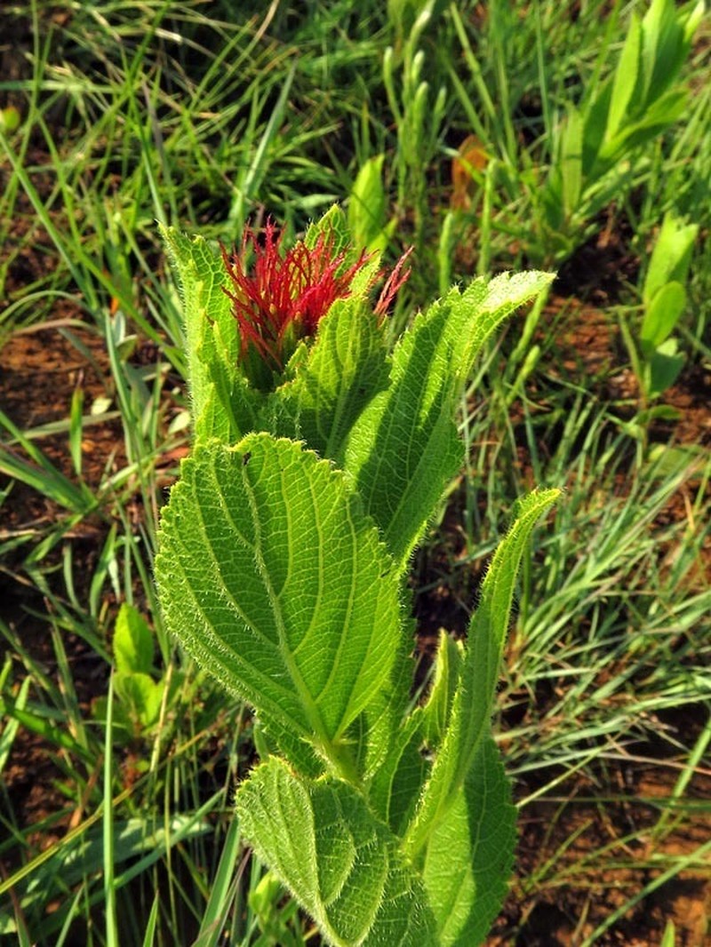 Acalypha punctata photo 8