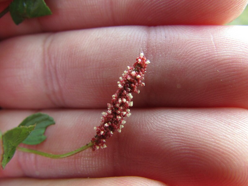 Acalypha purpurascens