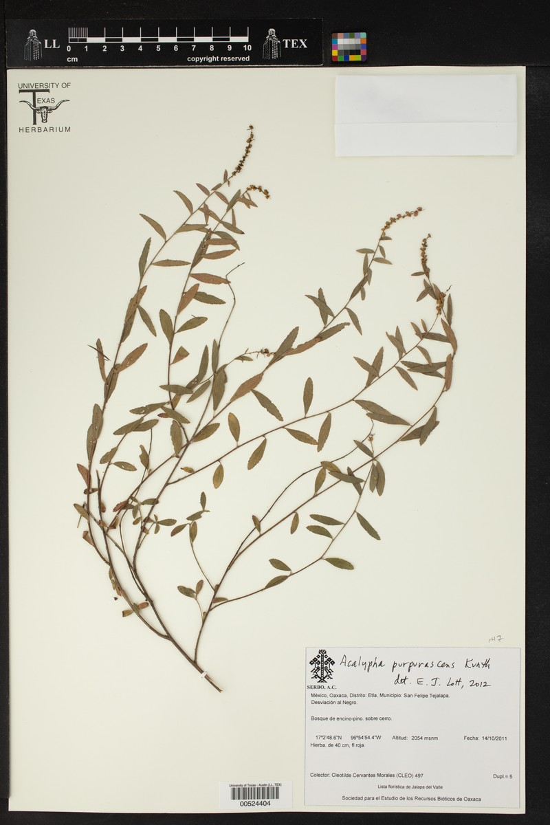 Acalypha purpurascens photo 3