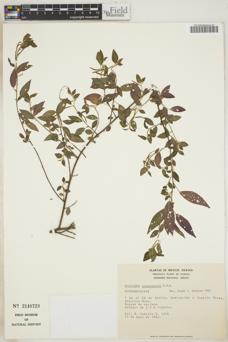 Acalypha purpurascens photo 4