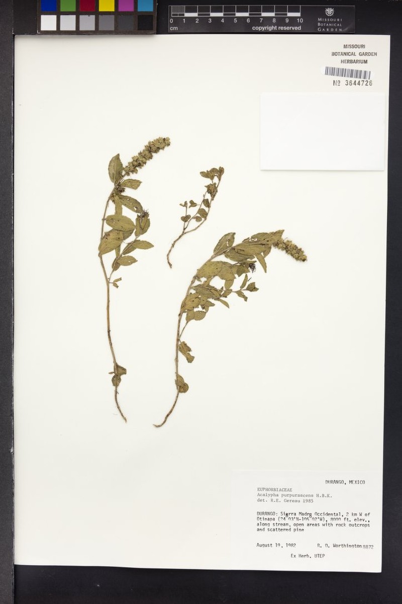 Acalypha purpurascens photo 5