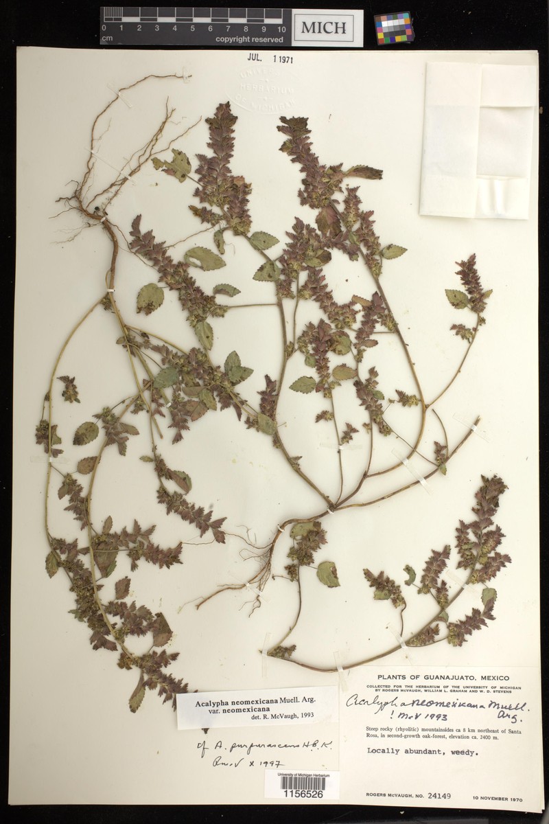 Acalypha purpurascens photo 6