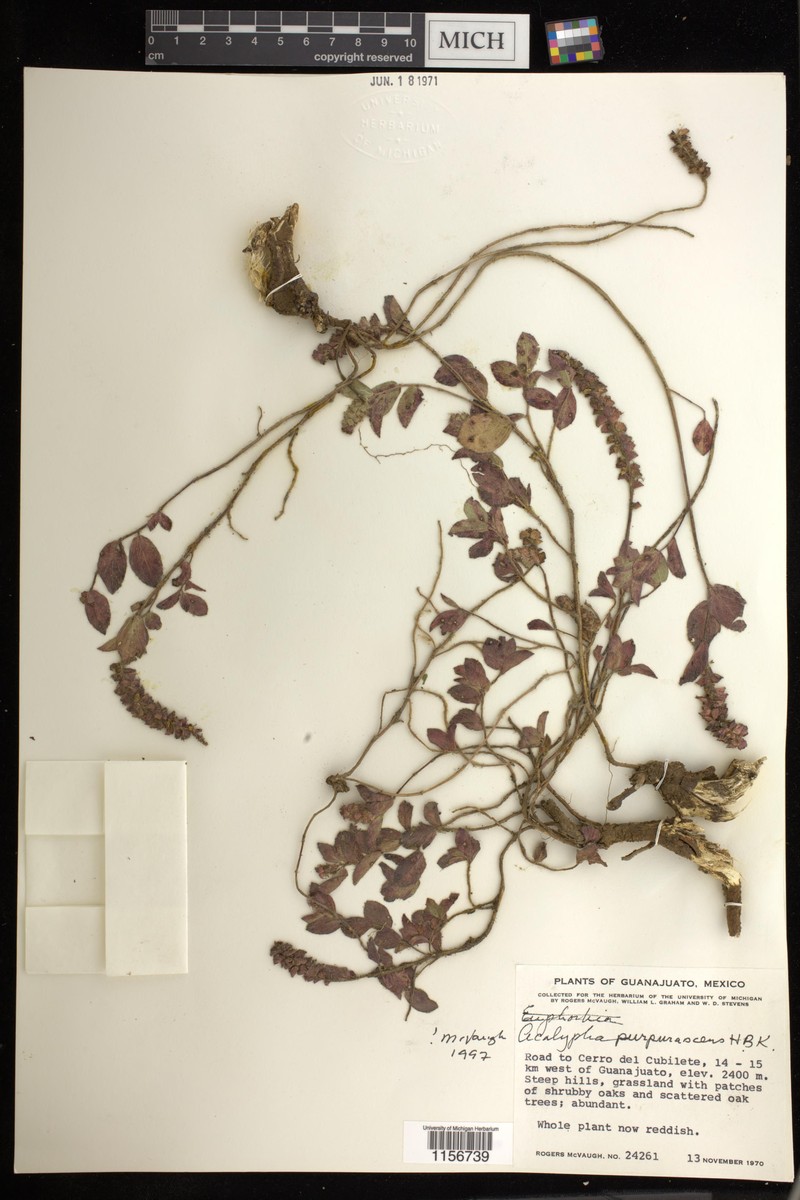 Acalypha purpurascens photo 7