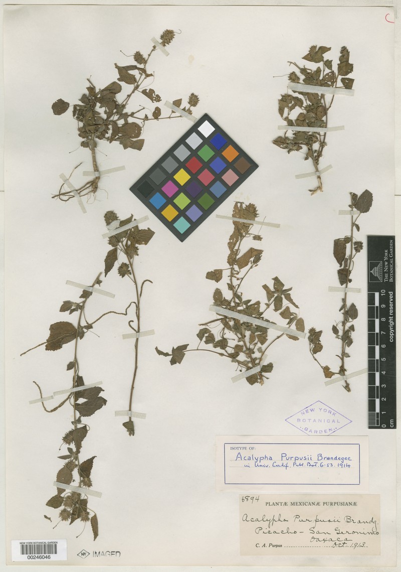 Acalypha purpusii