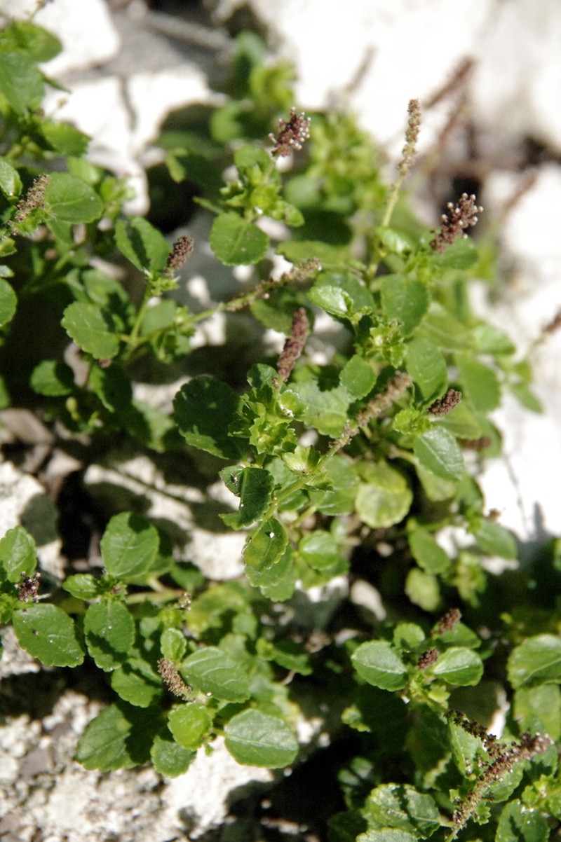 Acalypha pygmaea