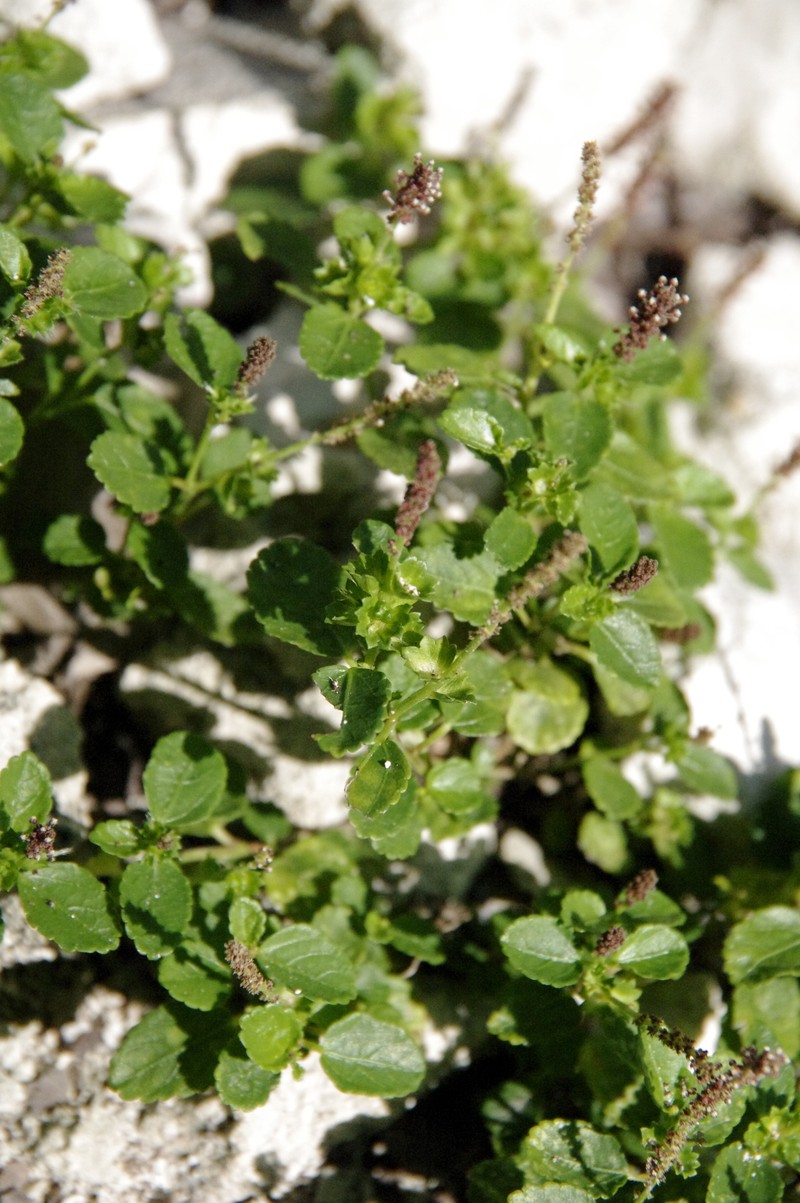 Acalypha pygmaea photo 2