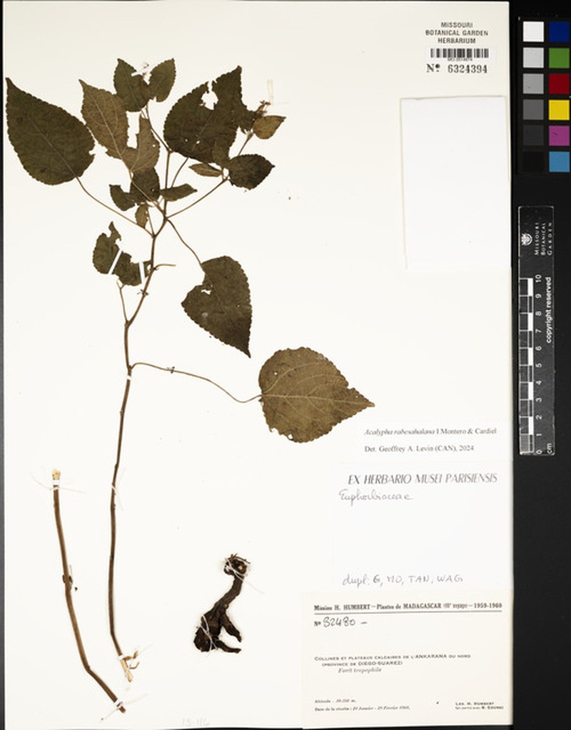 Acalypha rabesahalana