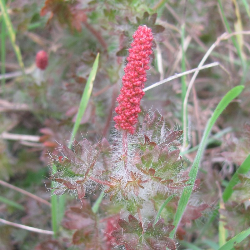 Cardinal's Feather