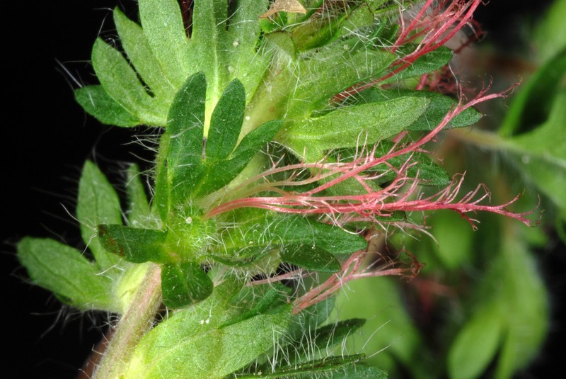 Cardinal's Feather photo 4