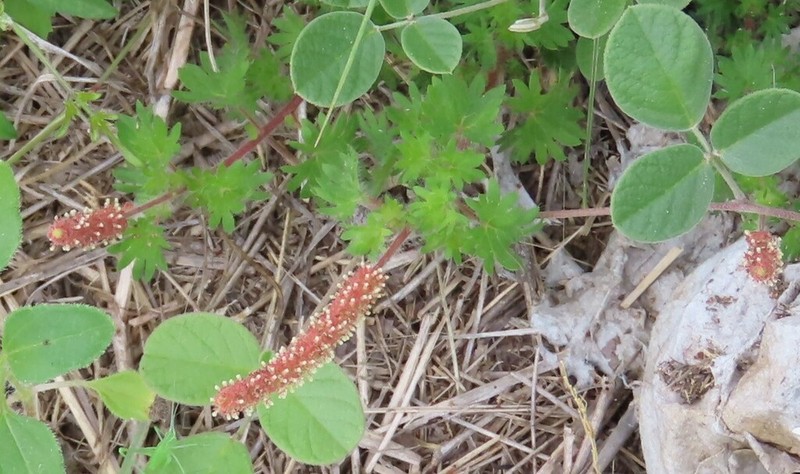 Acalypha radicans