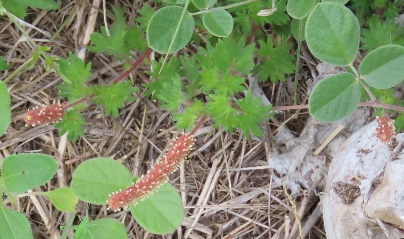 Acalypha radicans photo 2
