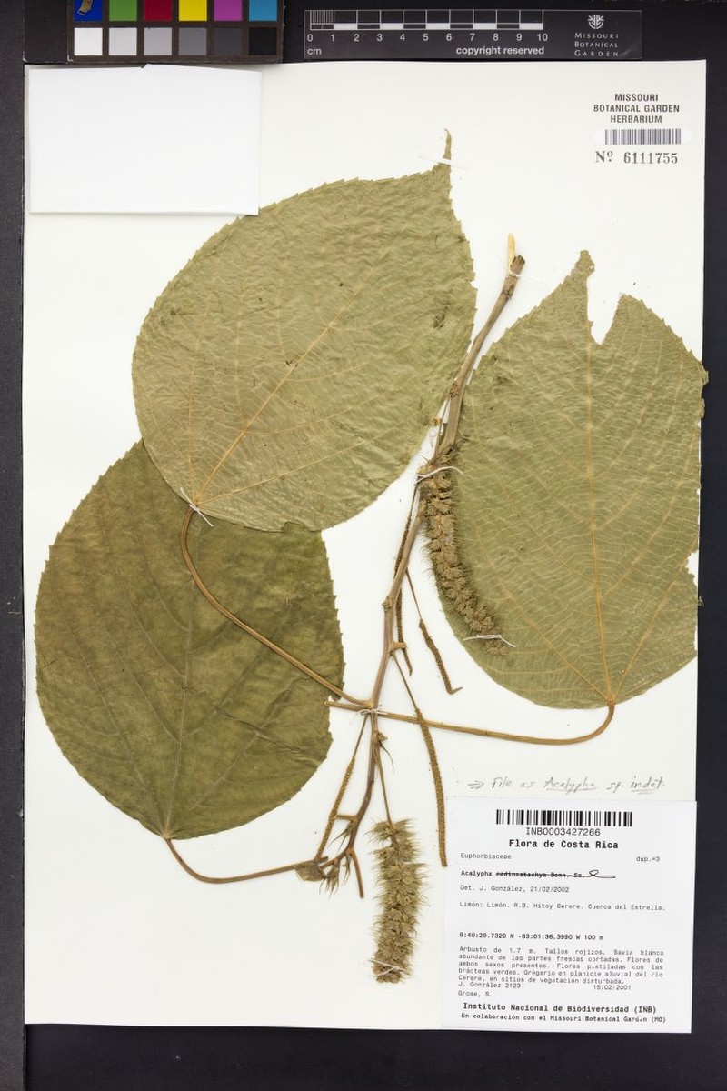 Acalypha radinostachya