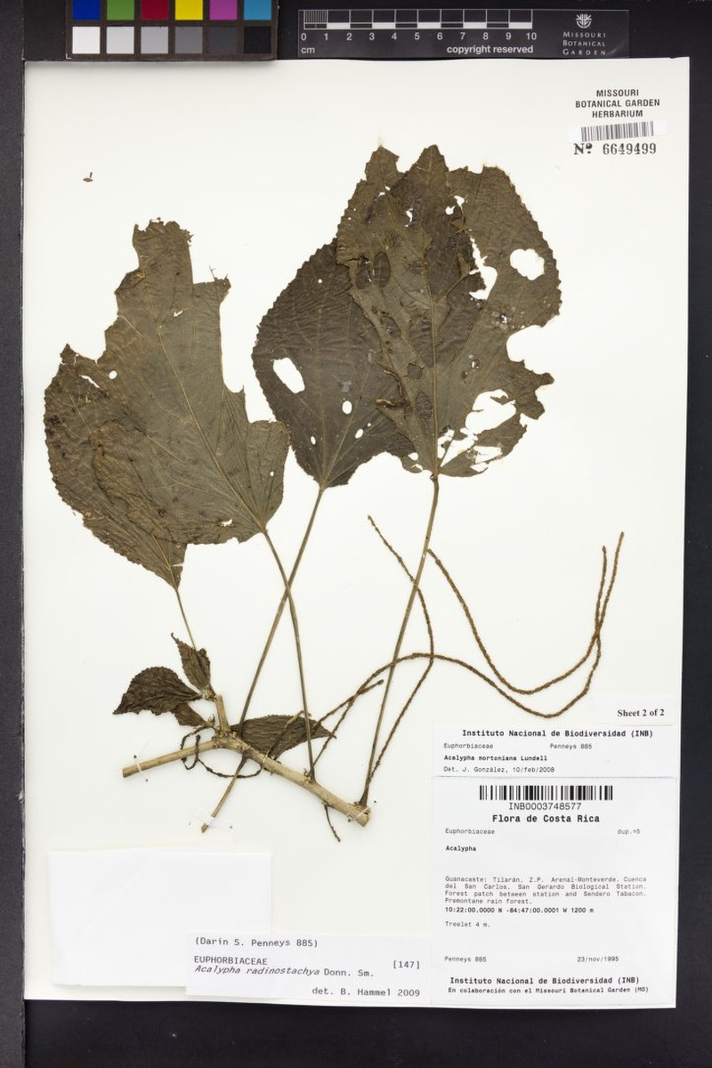 Acalypha radinostachya photo 2