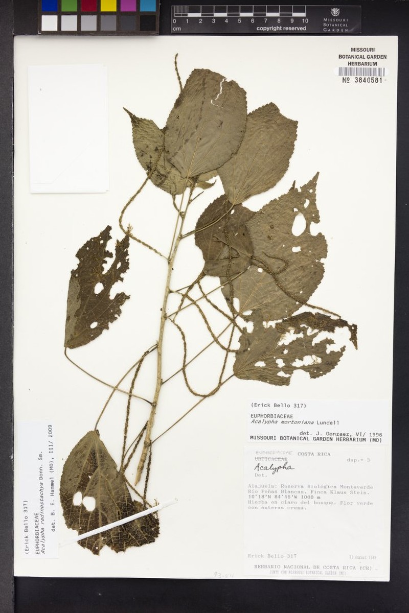 Acalypha radinostachya photo 3