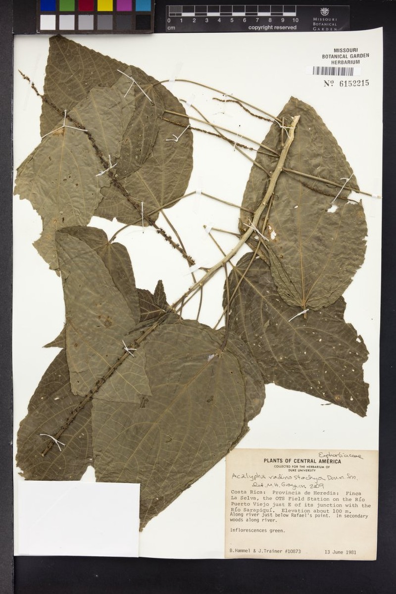 Acalypha radinostachya photo 4