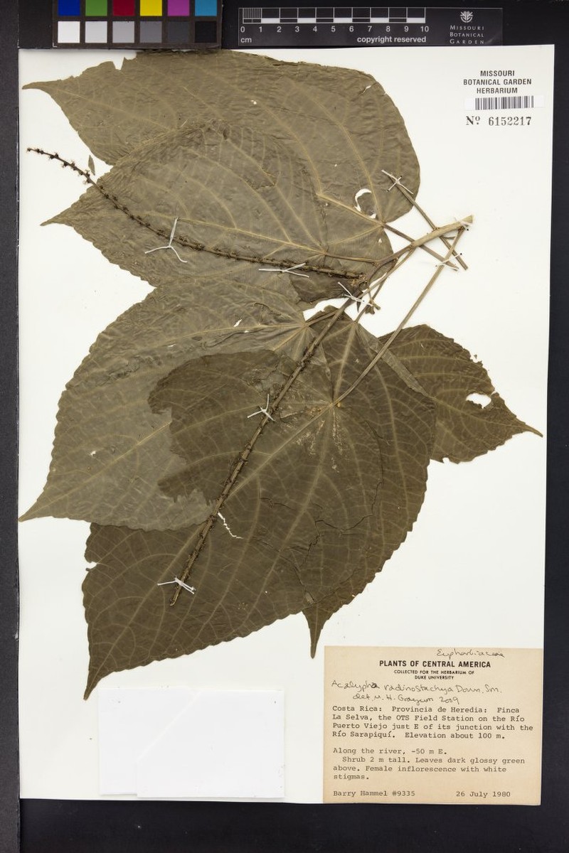 Acalypha radinostachya photo 5