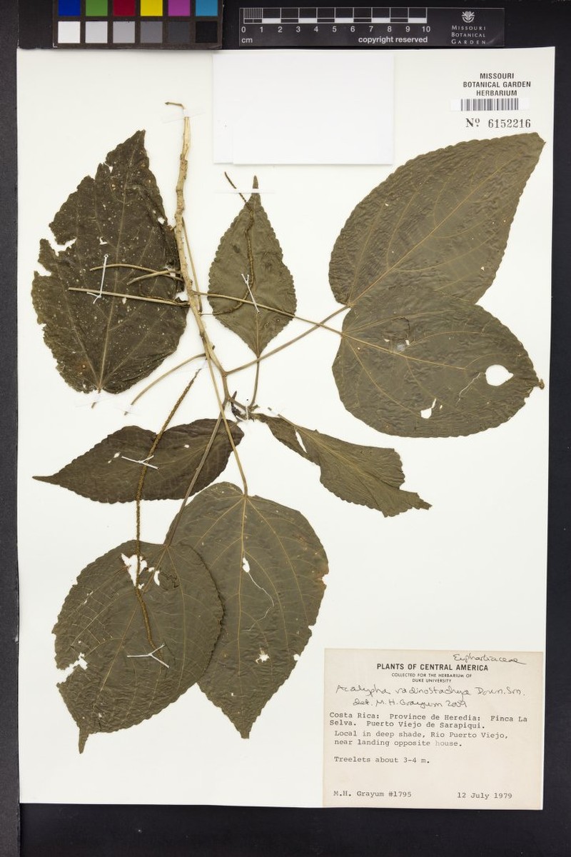 Acalypha radinostachya photo 6