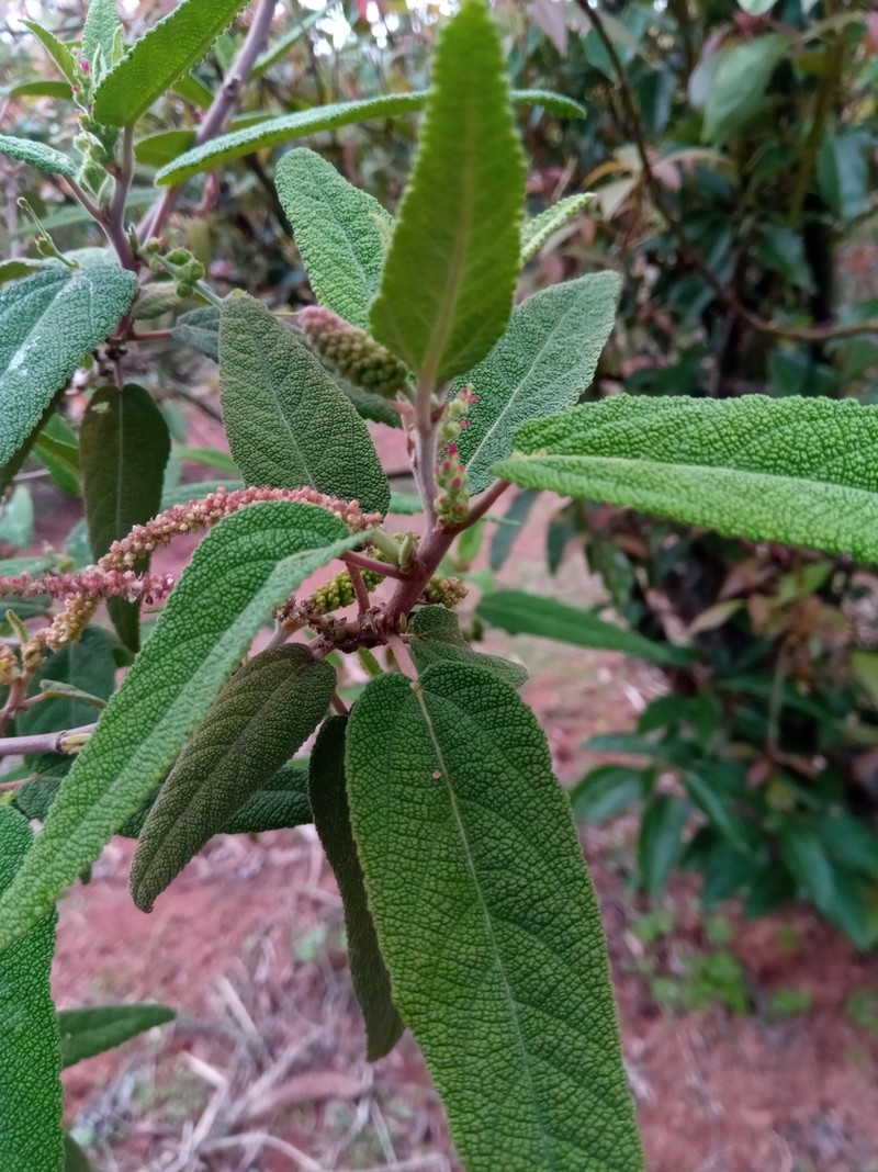 Acalypha radula photo 3