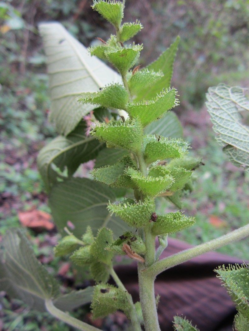 Acalypha radula photo 5