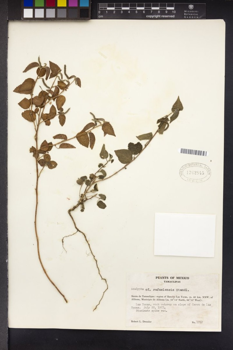 Acalypha rafaelensis