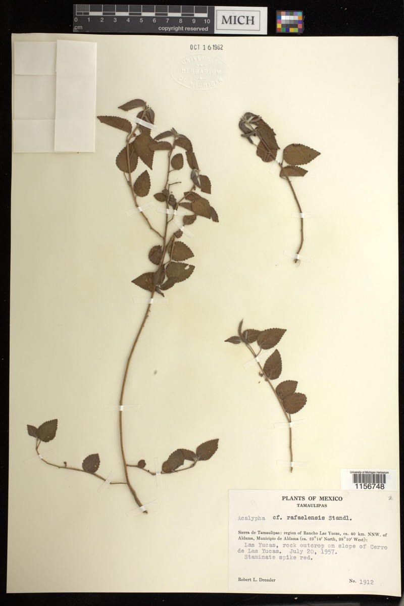 Acalypha rafaelensis photo 2