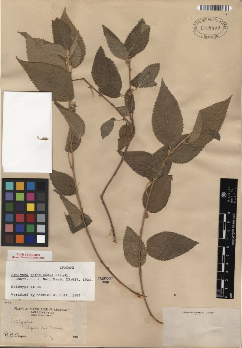 Acalypha rafaelensis photo 3