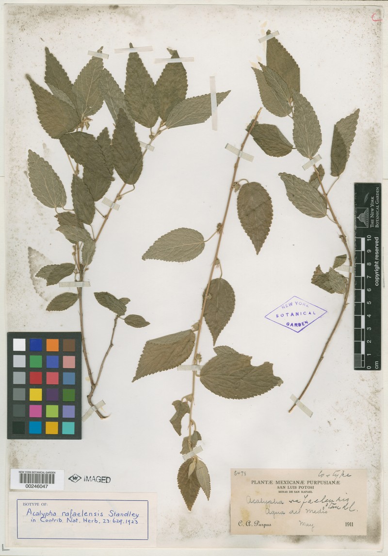Acalypha rafaelensis photo 4