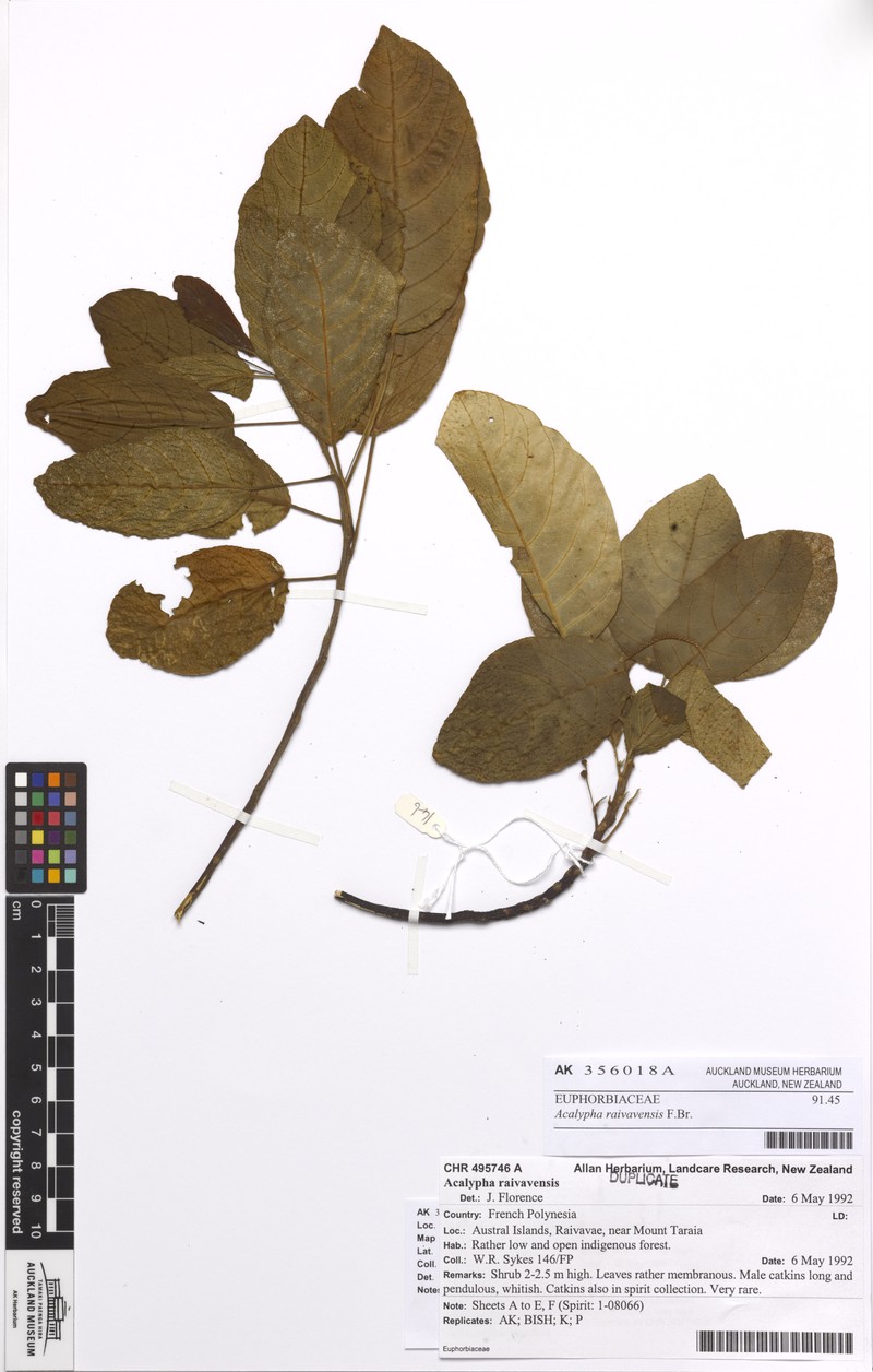 Acalypha raivavensis