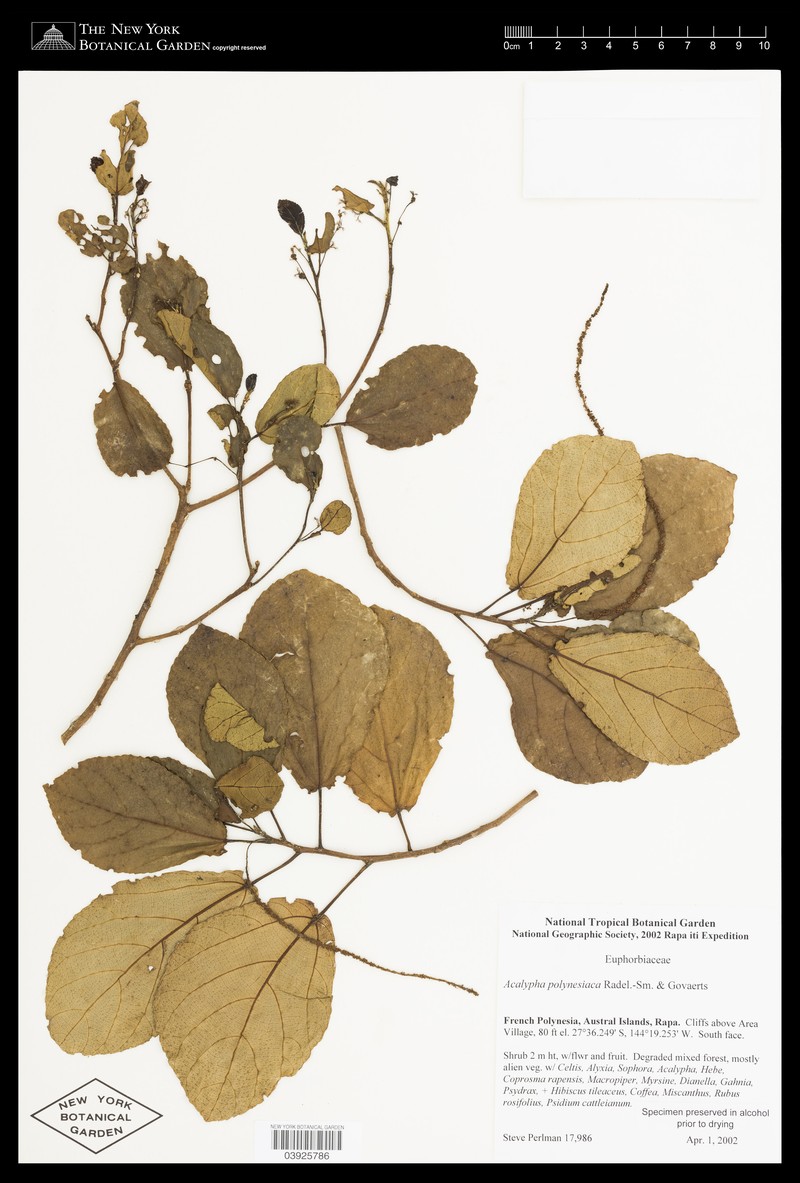 Acalypha rapensis