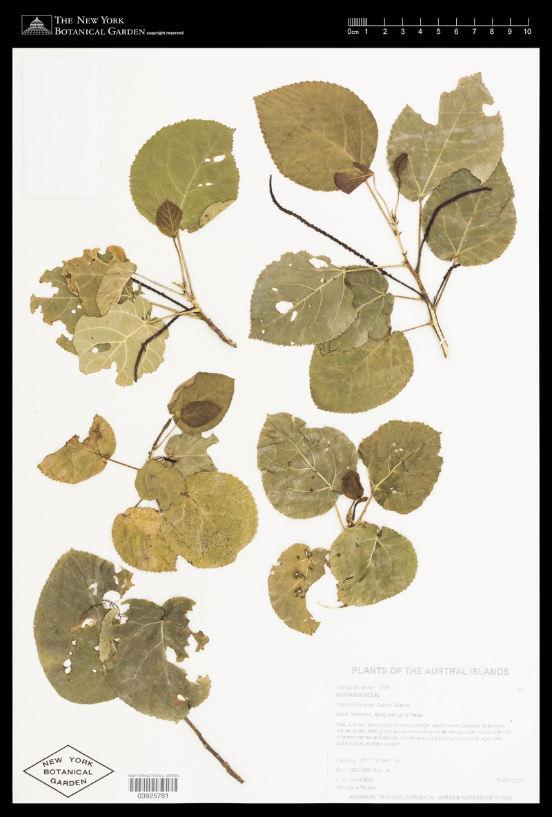 Acalypha rapensis photo 2