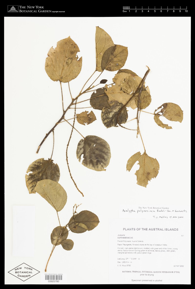 Acalypha rapensis photo 3