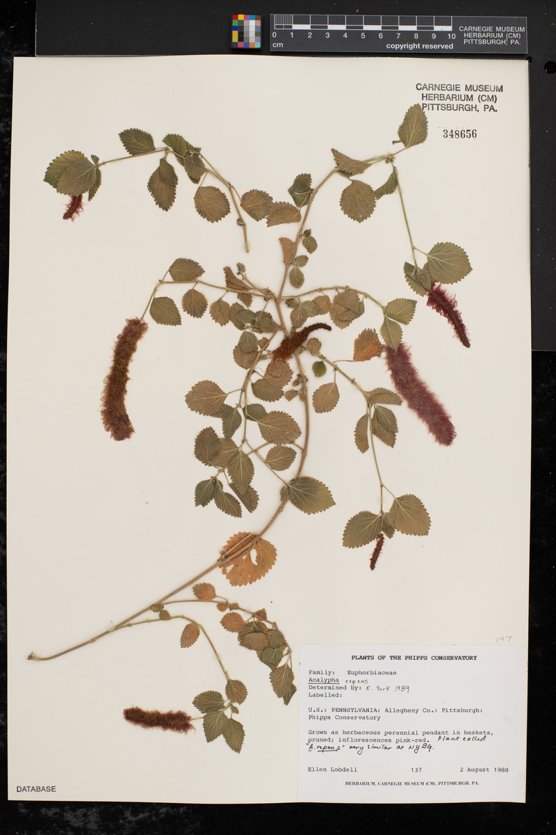 Acalypha rapensis photo 4