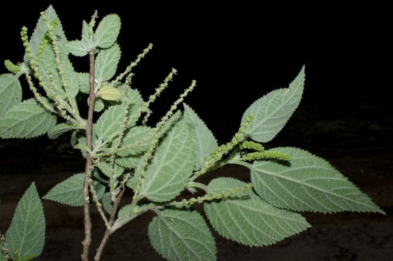 Acalypha reflexa