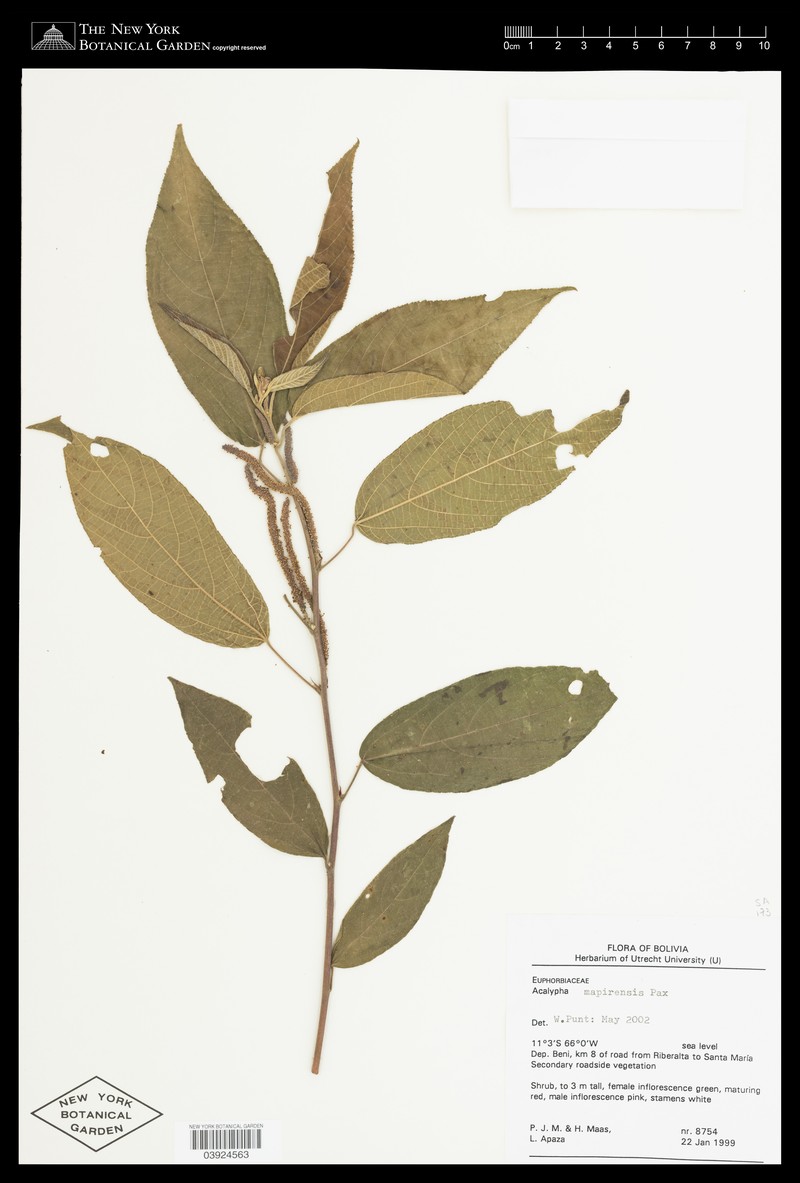 Acalypha reflexa photo 2