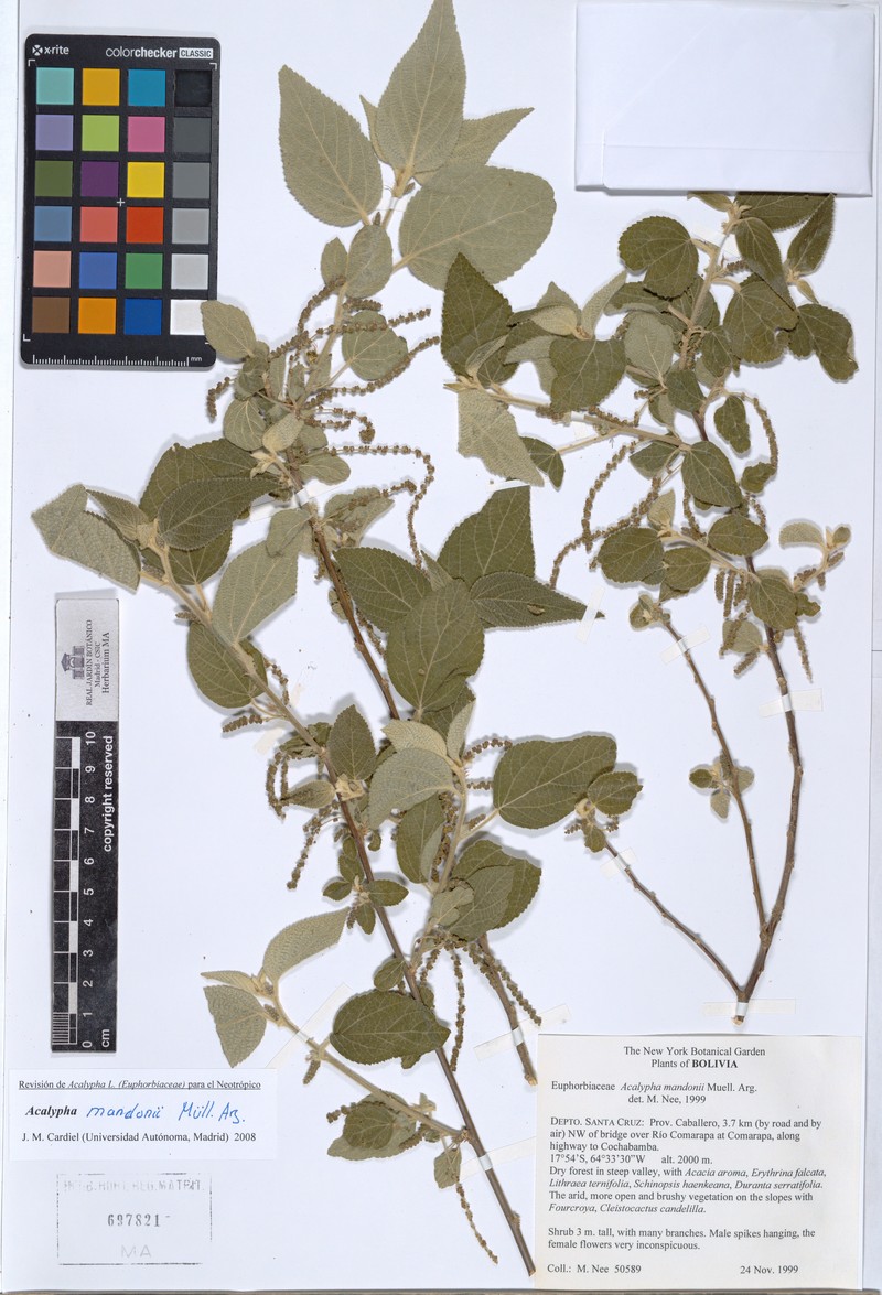 Acalypha reflexa photo 3