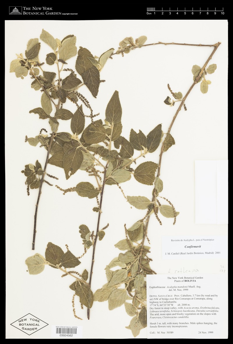 Acalypha reflexa photo 4