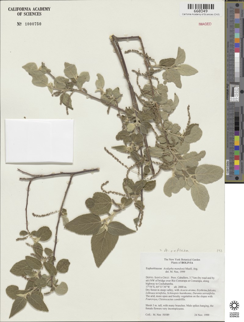 Acalypha reflexa photo 5