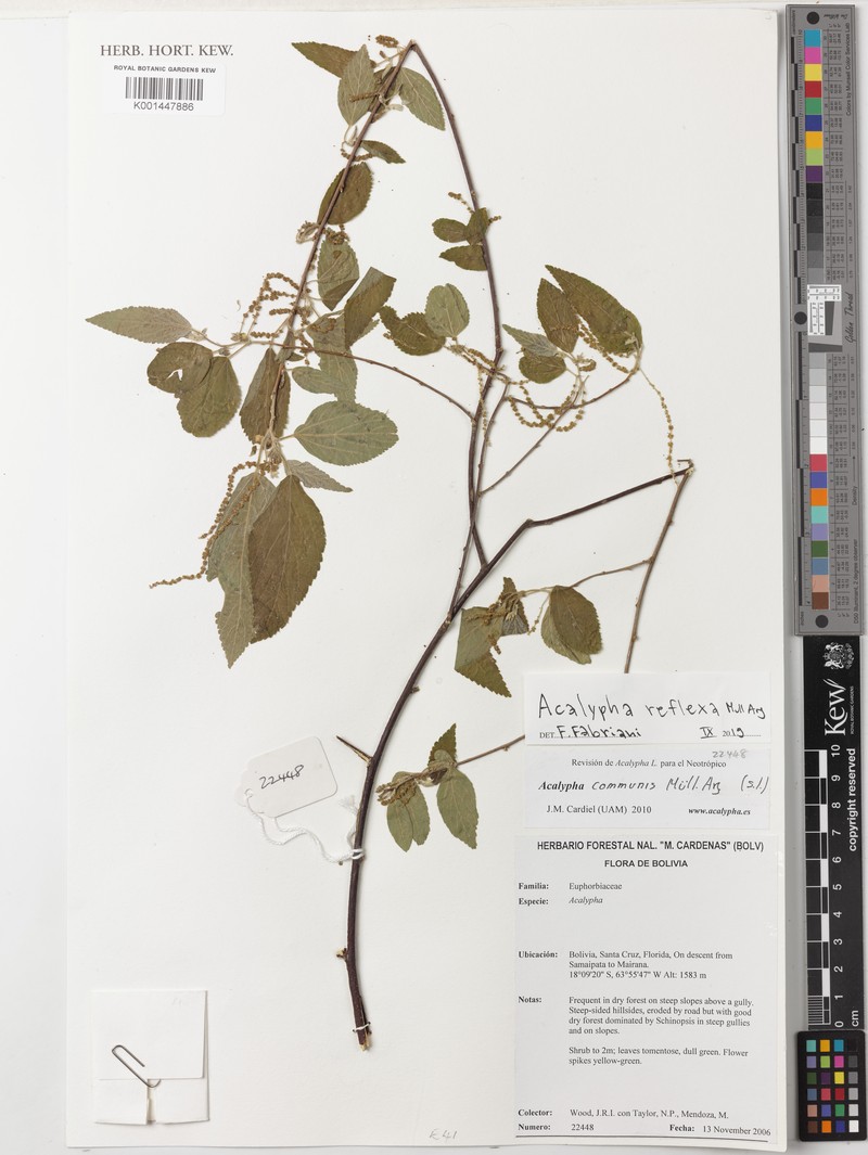Acalypha reflexa photo 6