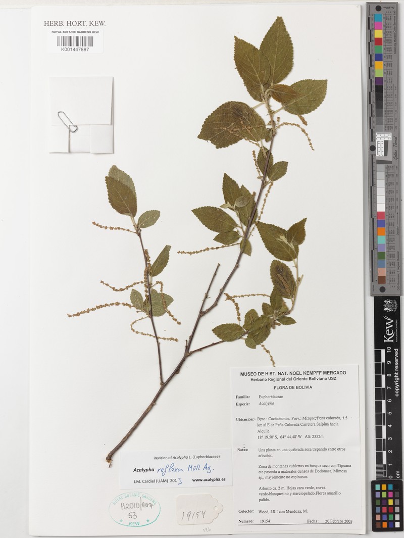 Acalypha reflexa photo 7
