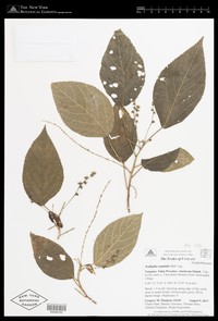 Acalypha repanda