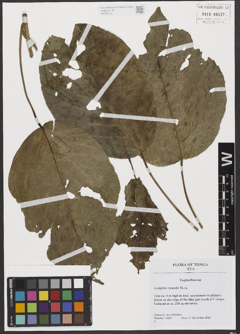 Acalypha repanda photo 2